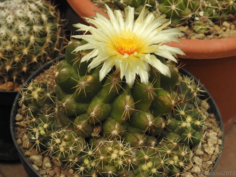 Thelocactus ehrenbergii 