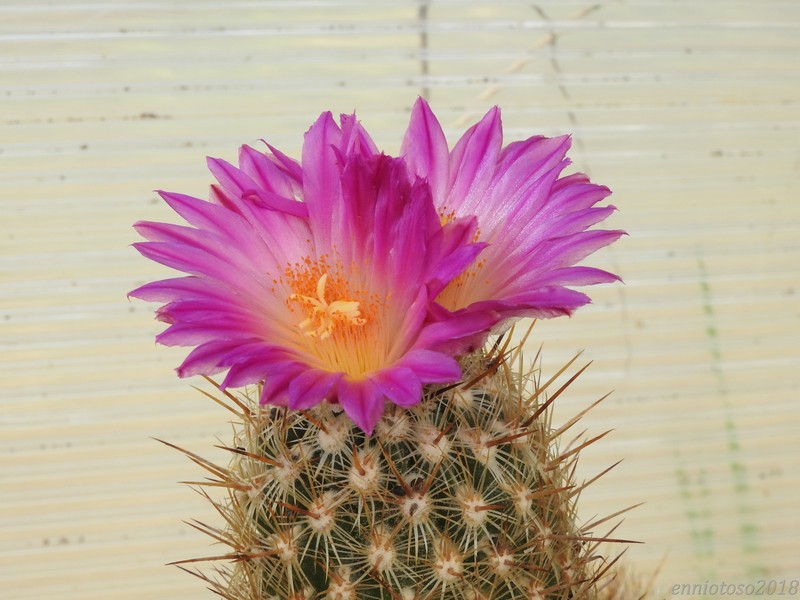 Thelocactus hastifer 