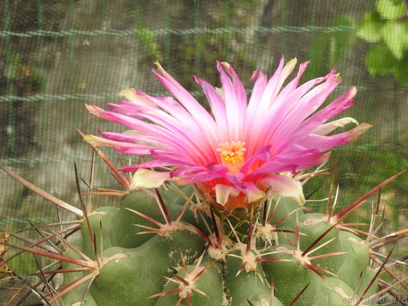 Thelocactus heterochromus 