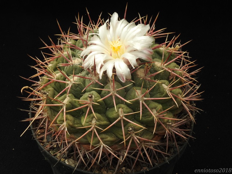 Thelocactus hexaedrophorus v. lloydii 