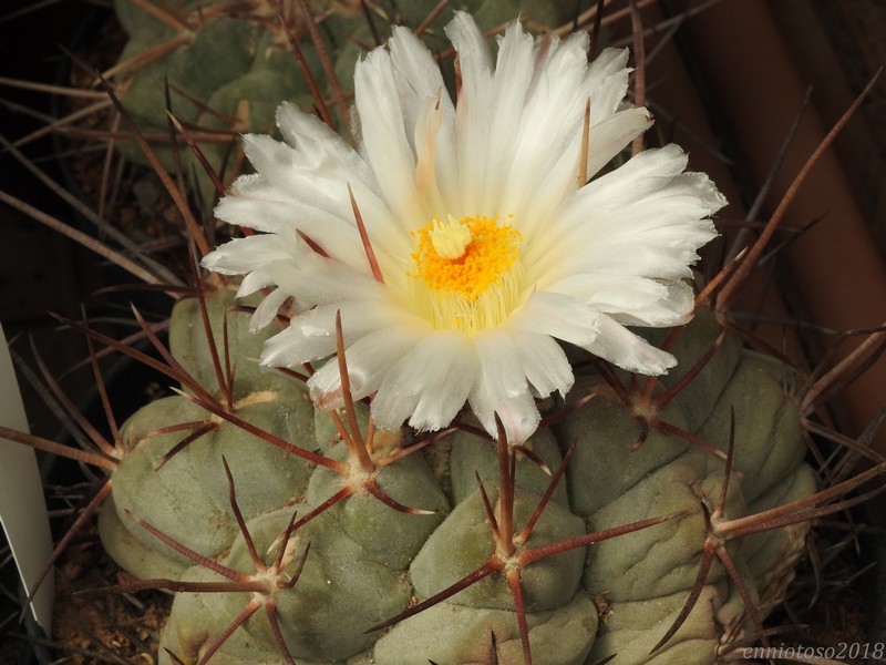 Thelocactus hexaedrophorus SB291