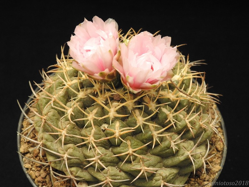 thelocactus hexaedrophorus ssp. kvetae