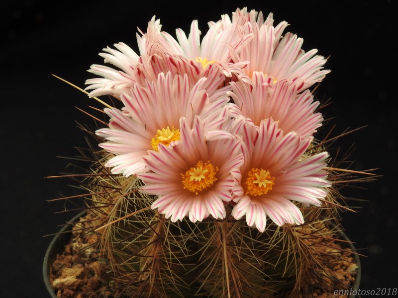 Thelocactus lausseri 