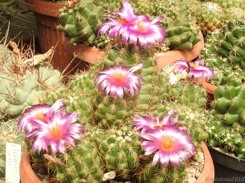 Thelocactus leucacanthus ssp. schmollii 