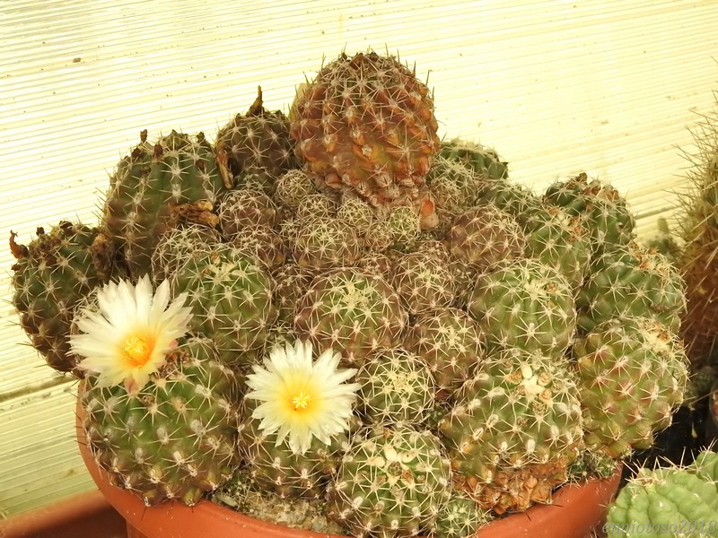 Thelocactus leucacanthus 