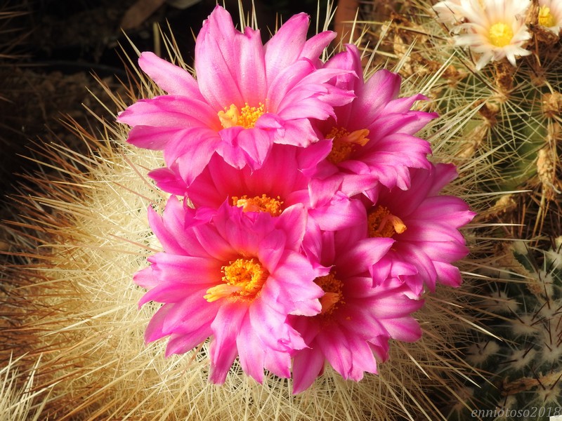 Thelocactus macdowellii 