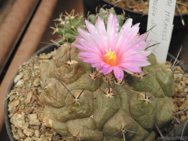 Thelocactus mirandus 