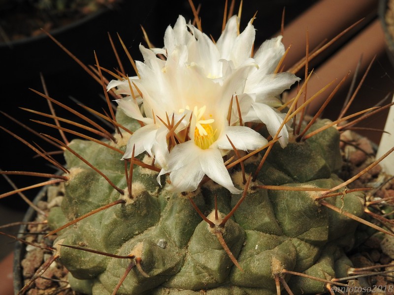 thelocactus multicephalus