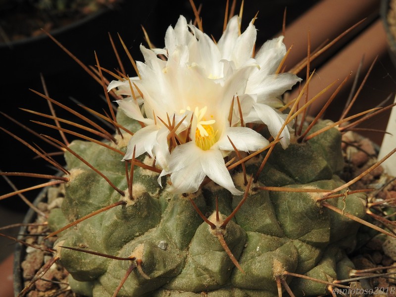 Thelocactus multicephalus 