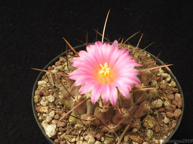 thelocactus rinconensis ssp. palomaensis