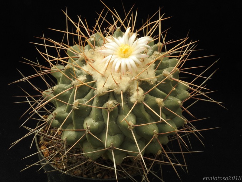 Thelocactus rinconensis 