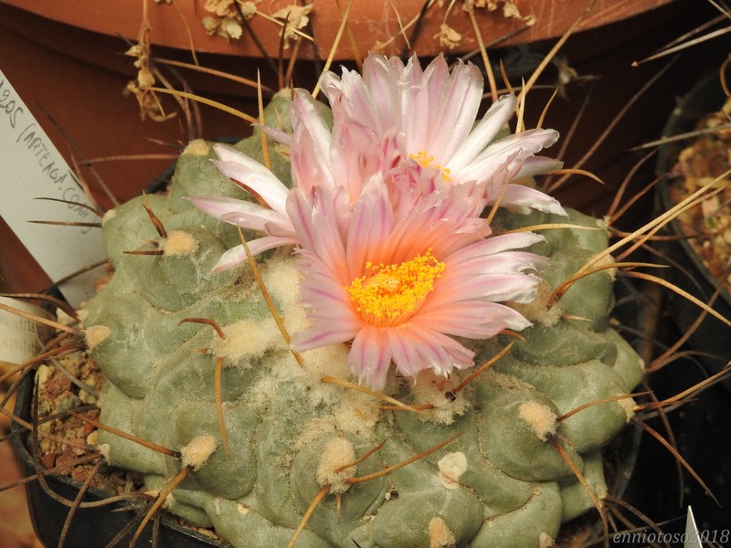 Thelocactus phymatothelos CH205