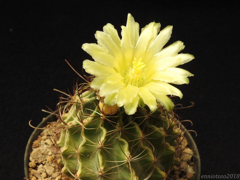 Thelocactus setispinus f. flavibaccatus 