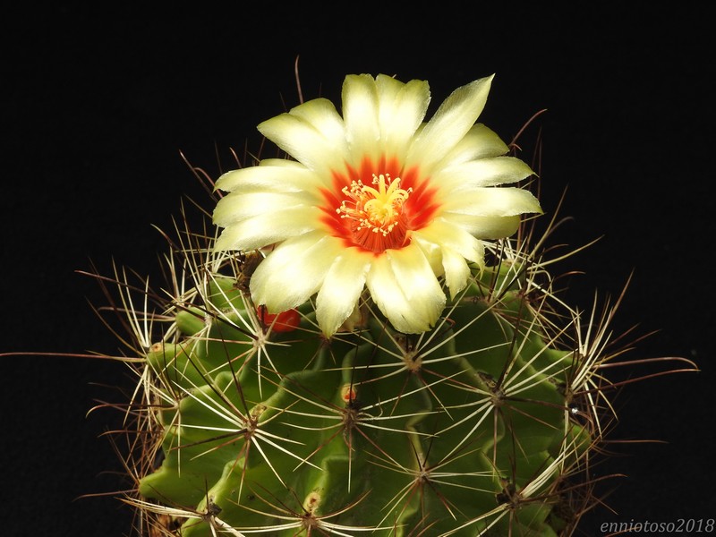 Thelocactus setispinus 