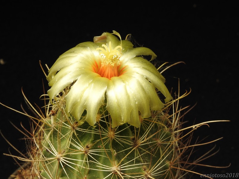 Thelocactus setispinus v. orcuttii 