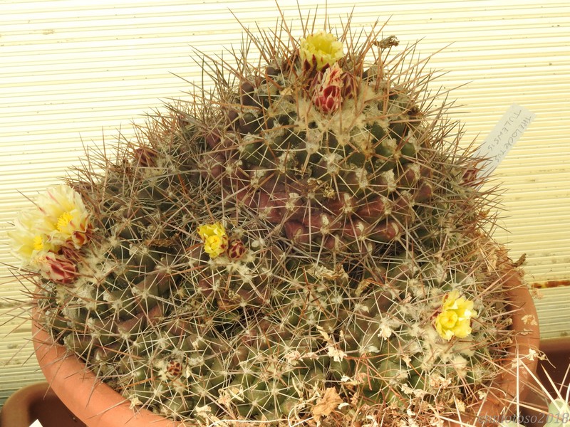 Thelocactus tulensis 