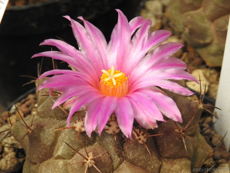 Thelocactus buekii 