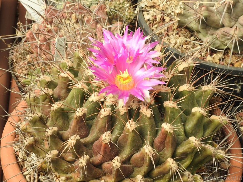 Thelocactus tulensis ssp. matudae 