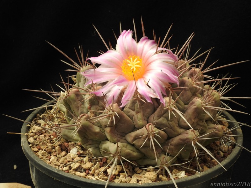 Thelocactus santaclarensis 