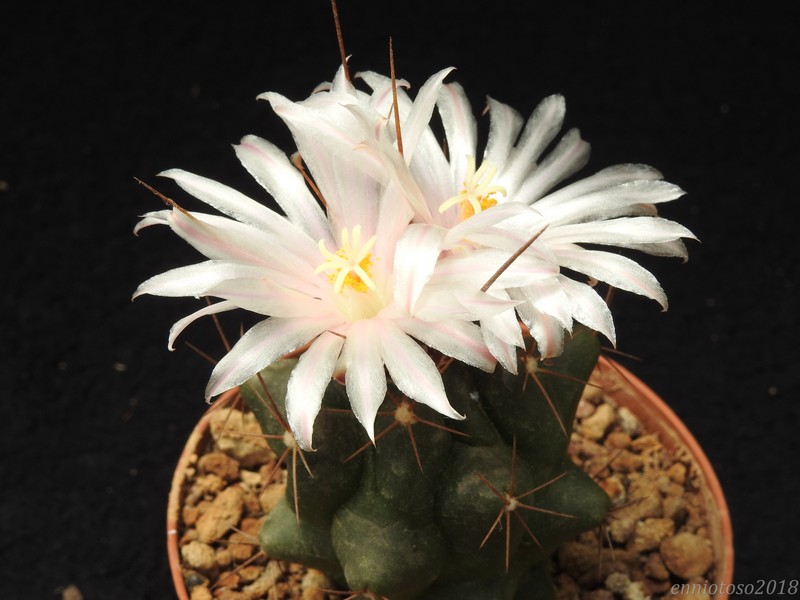 Thelocactus tulensis CH 356A