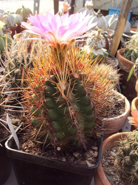 Thelocactus bicolor 