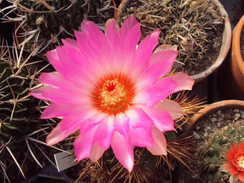 Thelocactus bicolor 