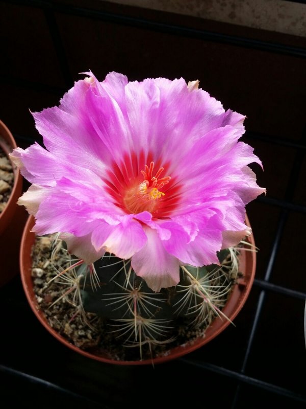 Thelocactus bicolor v. tricolor 