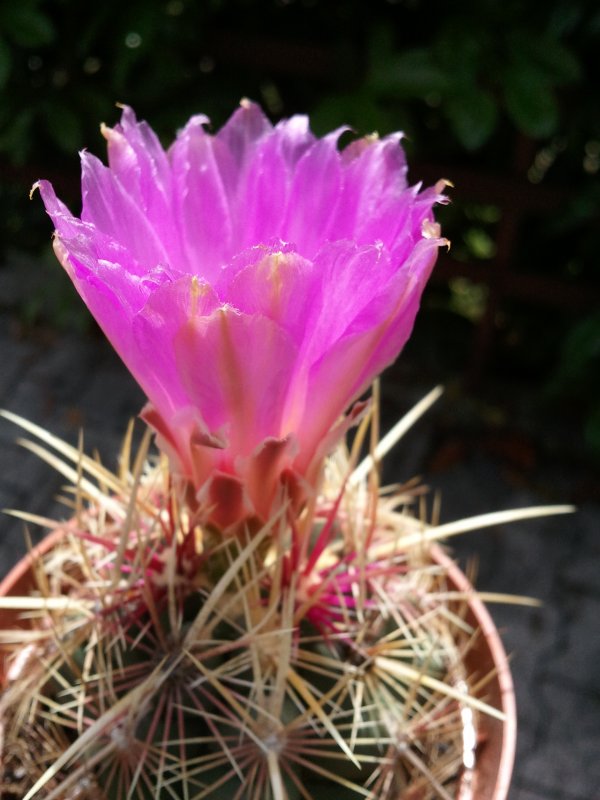 Thelocactus bicolor 