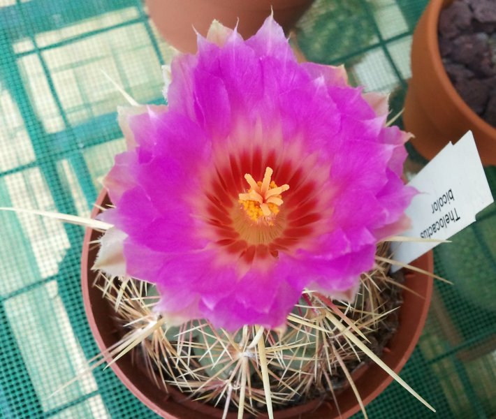 Thelocactus bicolor 