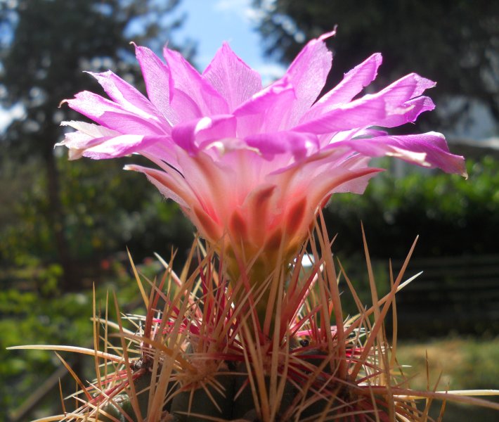 Thelocactus bicolor 