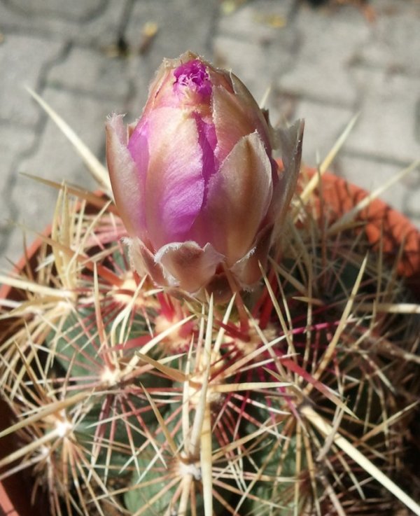 Thelocactus bicolor 