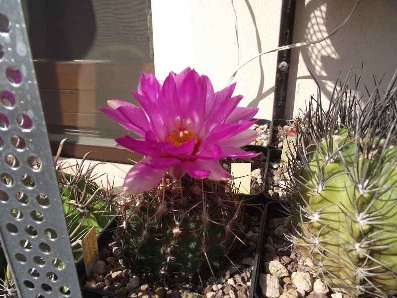 Thelocactus bicolor v. tricolor 