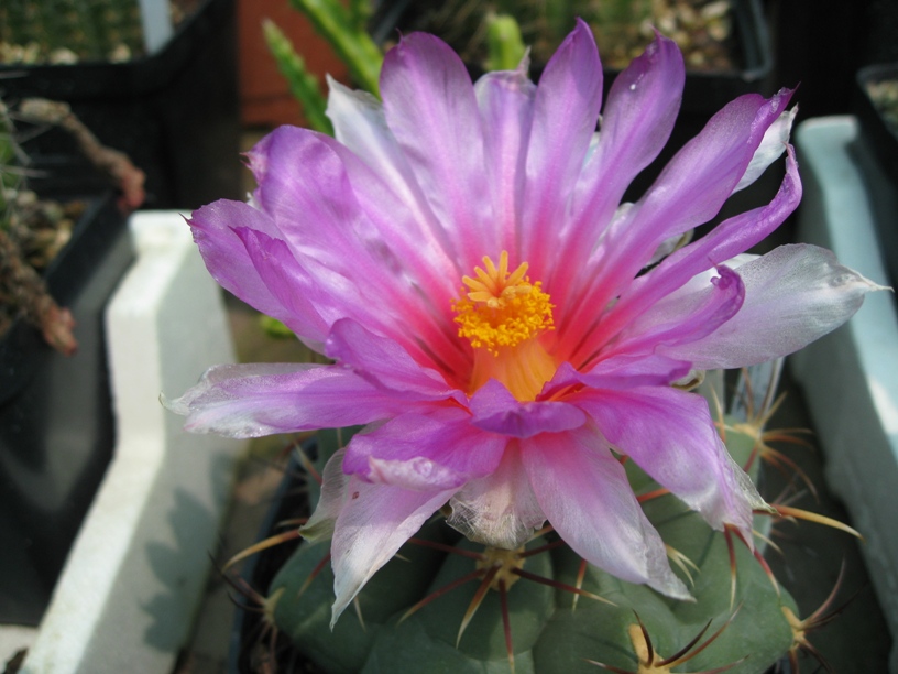 Thelocactus bicolor ssp. heterochromus SB 564