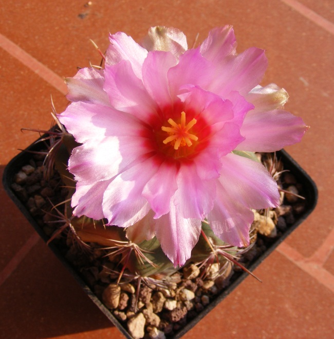 Thelocactus pottsii SR 77