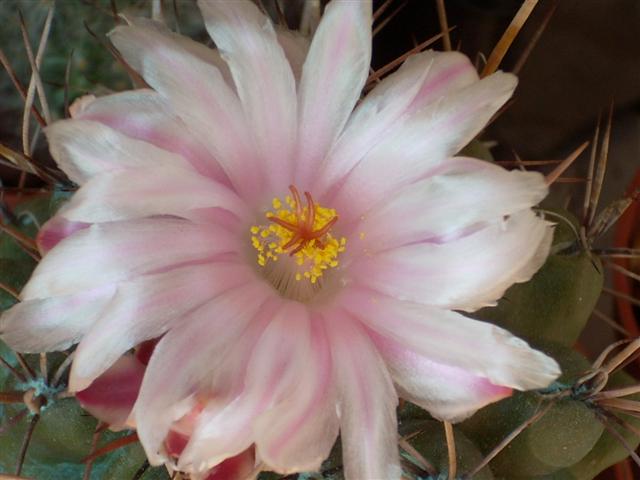 Thelocactus tulensis 