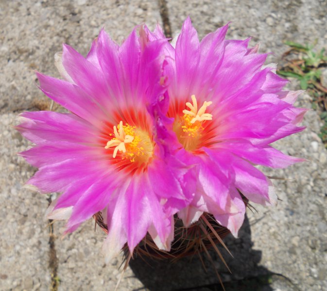 Thelocactus bicolor 