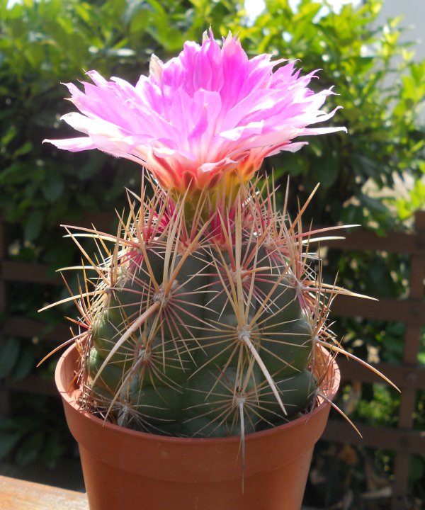 Thelocactus bicolor 