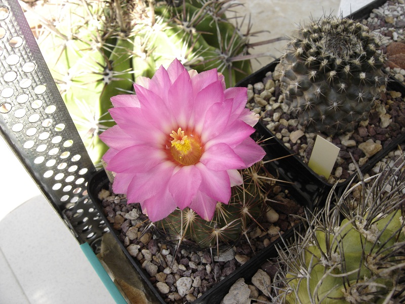 Thelocactus bicolor v. tricolor 