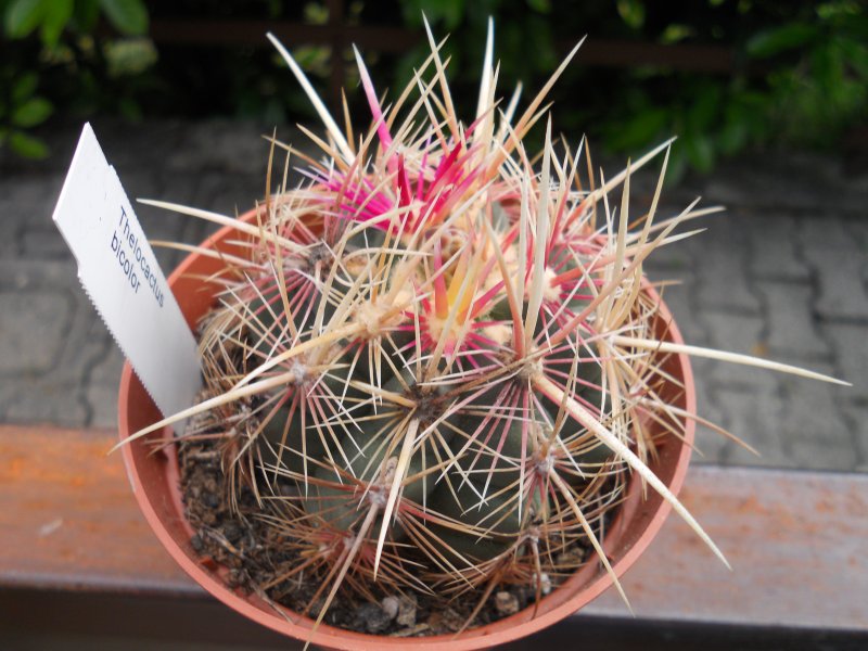 Thelocactus bicolor 