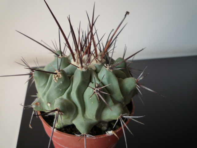 Thelocactus  