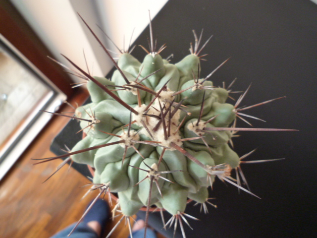 Thelocactus  