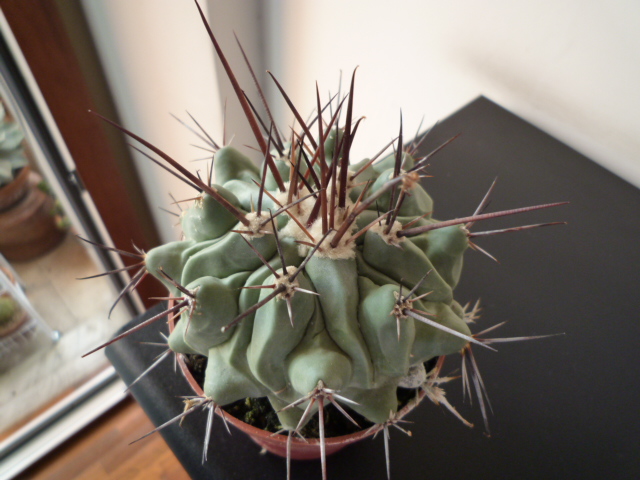 Thelocactus  