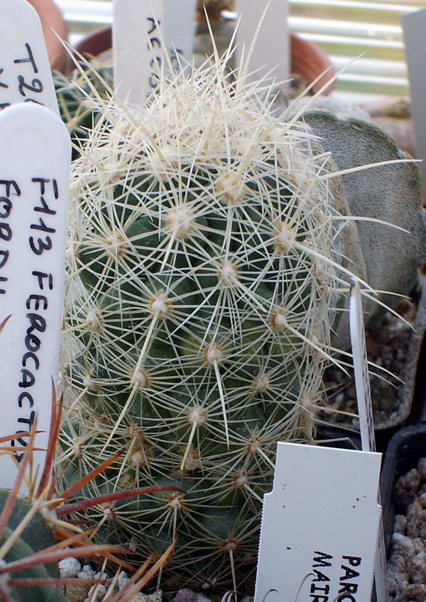 Thelocactus bicolor ssp. bolaensis 