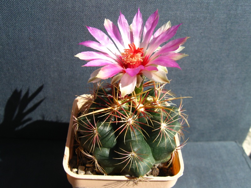 Thelocactus bicolor 