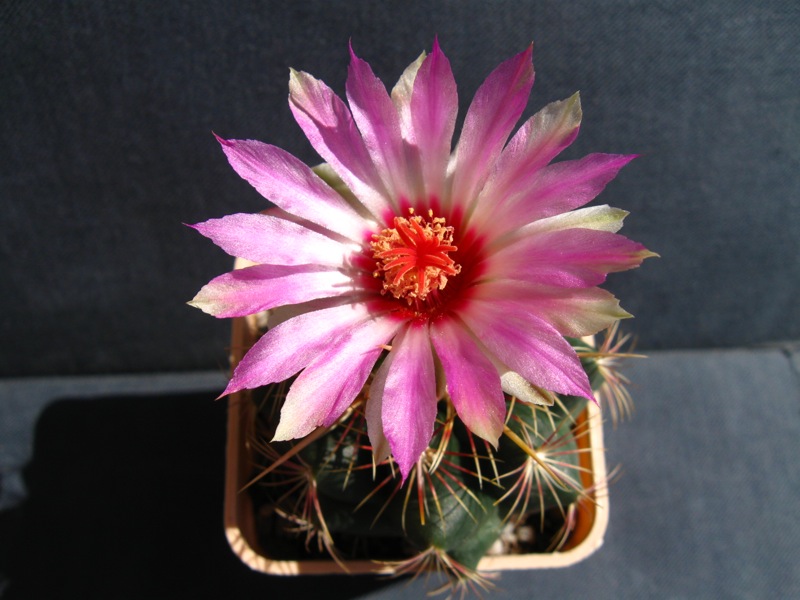 Thelocactus bicolor 