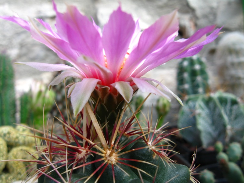 Thelocactus bicolor 