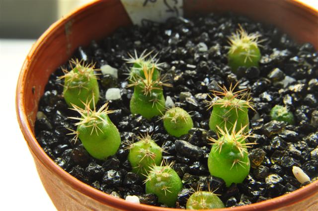Thelocactus bicolor 