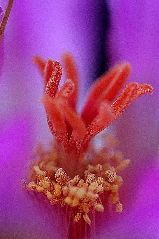 Thelocactus bicolor 