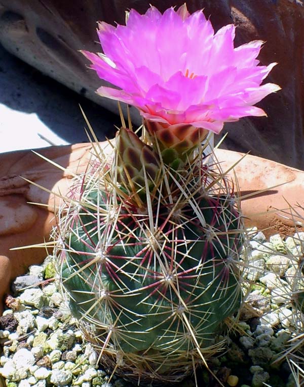 Thelocactus bicolor 