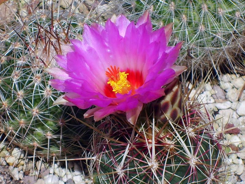 Thelocactus bicolor 